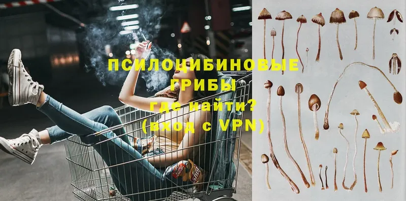 Псилоцибиновые грибы Psilocybe  Очёр 